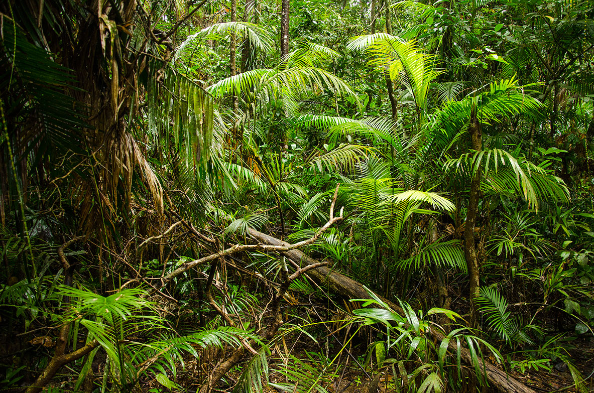 Daintree_Forest_1