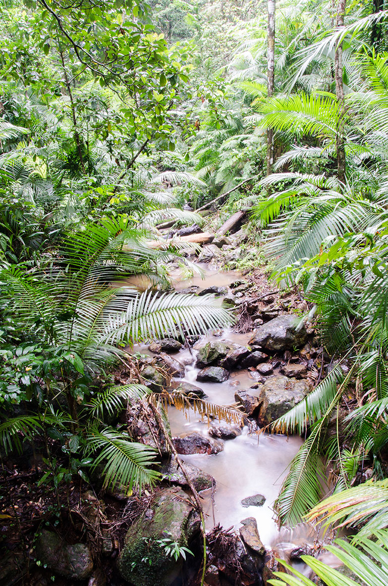 Daintree_Forest_17