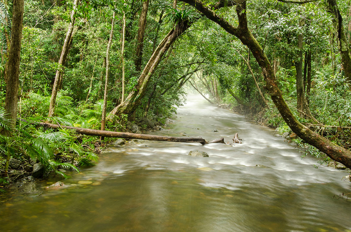 Daintree_Forest_6